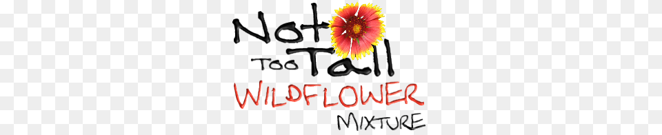 Not Too Tall Wildflower Mix, Anther, Daisy, Flower, Petal Png Image