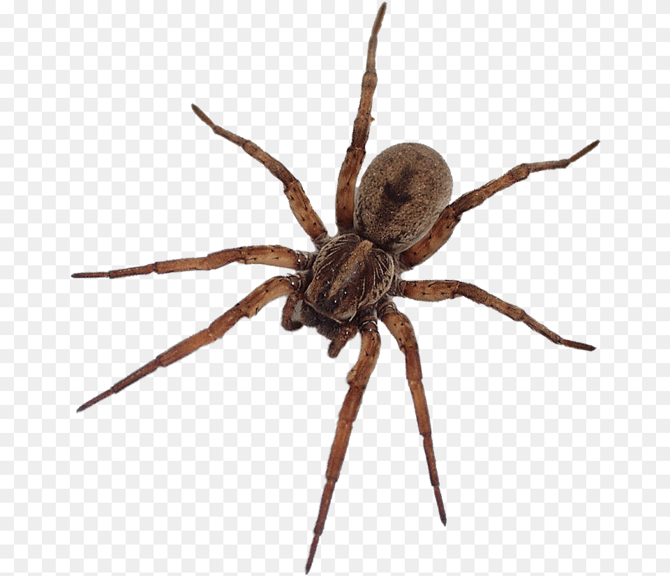 Nov Dec Spiders Life Of The Spider, Animal, Invertebrate Free Png Download