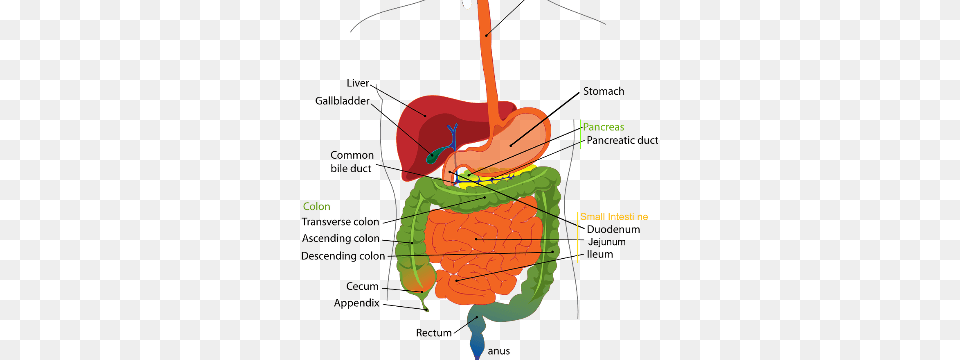 Novel Mechanism That Protects Pancreas From Digestive Digestive System Diagram Liver, Chart, Plot Free Png Download