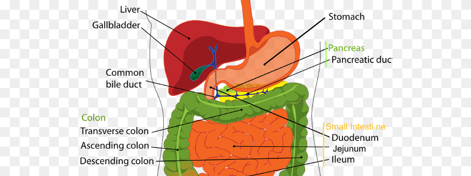 Novel Mechanism That Protects Pancreas From Digestive Very Common Nonalcoholic Fatty Liver Disease, Chart, Plot, Body Part, Stomach Free Png Download
