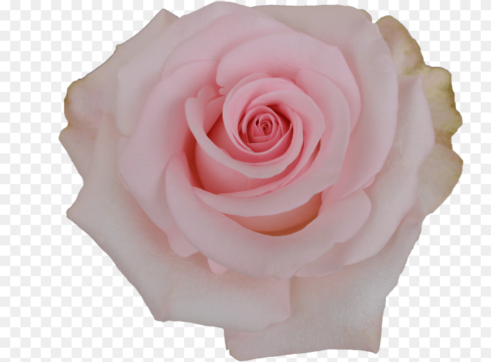 Novia Rose, Flower, Petal, Plant Free Transparent Png