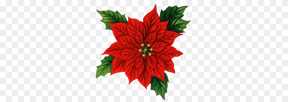 Novogodniaia Mishura Christmas Winter Christmas, Dahlia, Flower, Leaf, Plant Free Png Download
