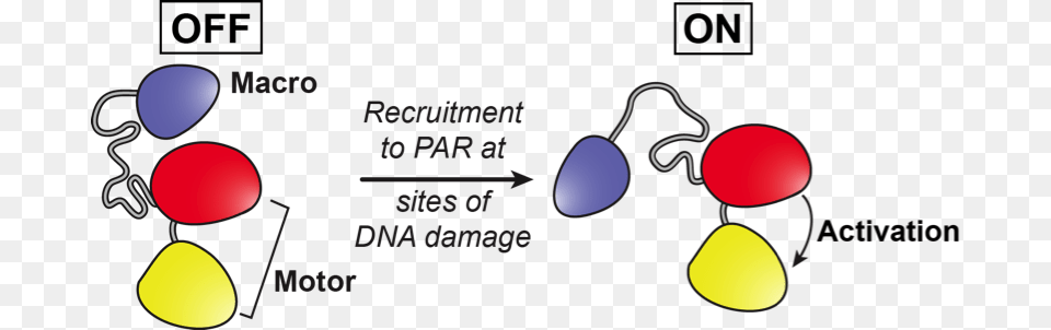 Now Demonstrates The Mechanisms Behind How A Portion Science For Life Laboratory, Balloon, Lighting Free Png Download