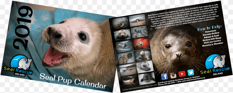 Now Half Price Our 2019 Calendar Is Now Only, Animal, Sea Lion, Sea Life, Mammal Free Transparent Png