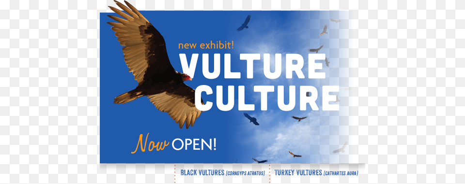 Now Open Arizona, Animal, Bird, Flying, Vulture Free Png