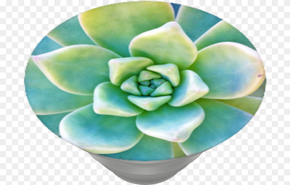 Now That39s Succulent Popsockets White Mexican Rose, Plant, Pottery, Potted Plant, Sprout Free Transparent Png