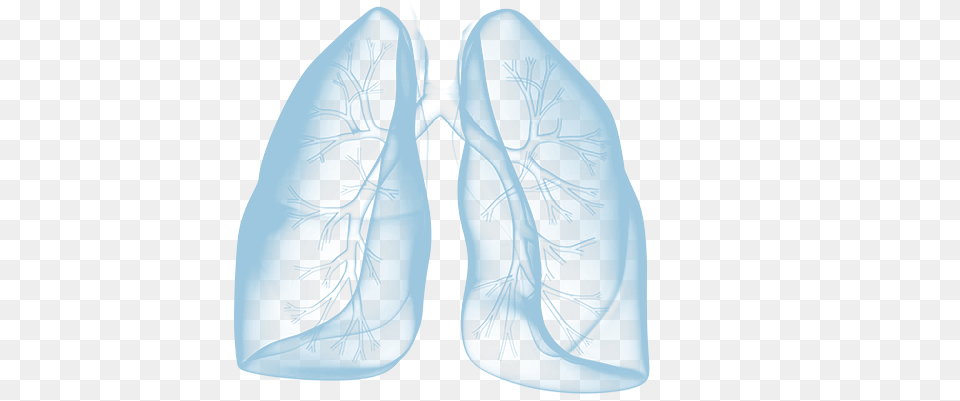 Now What Blue Lungs, Ct Scan, Home Decor, Invertebrate, Seafood Free Png Download