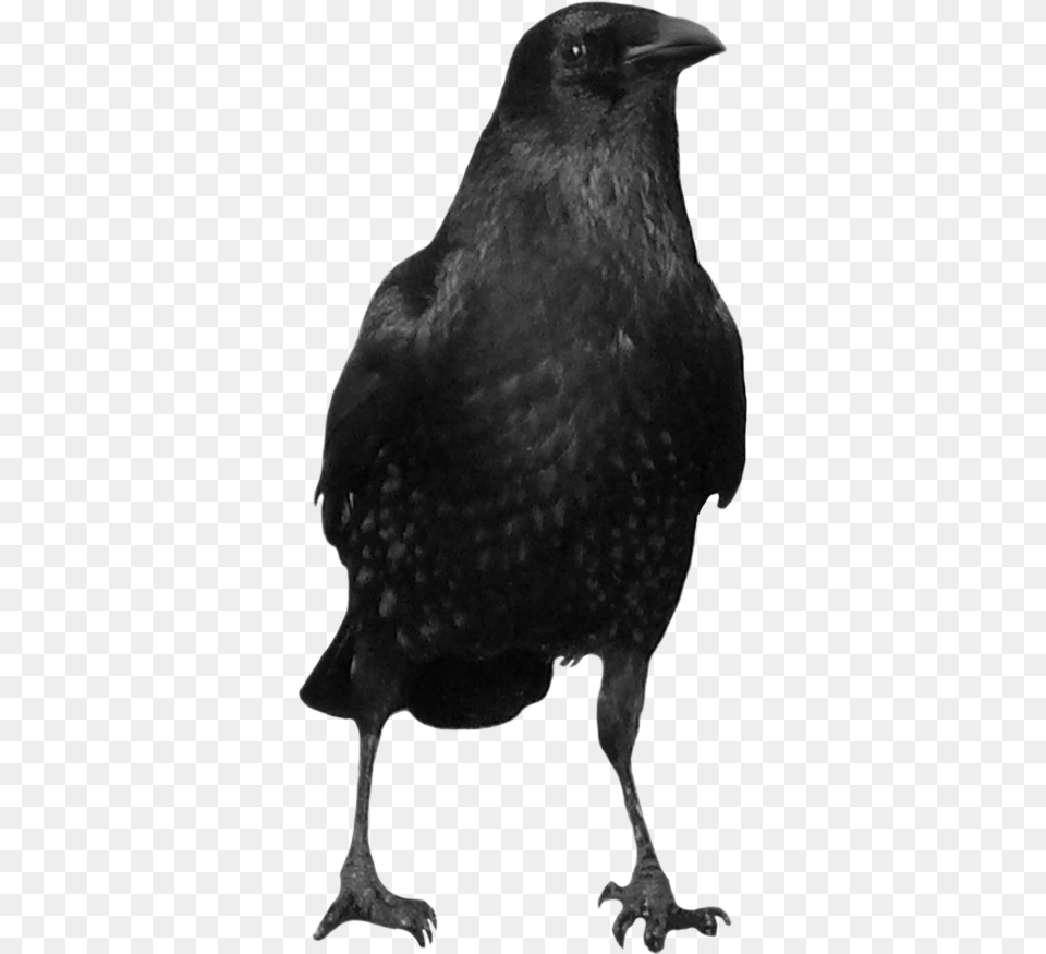 Now You Can Download Crow In High Resolution Background Black Crow, Animal, Bird, Penguin, Blackbird Png Image