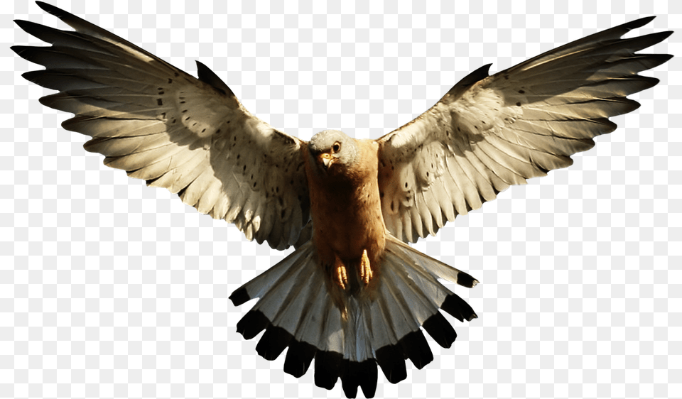 Now You Can Eagle Transparent Image Eagle Clipart, Animal, Bird, Flying, Vulture Free Png Download