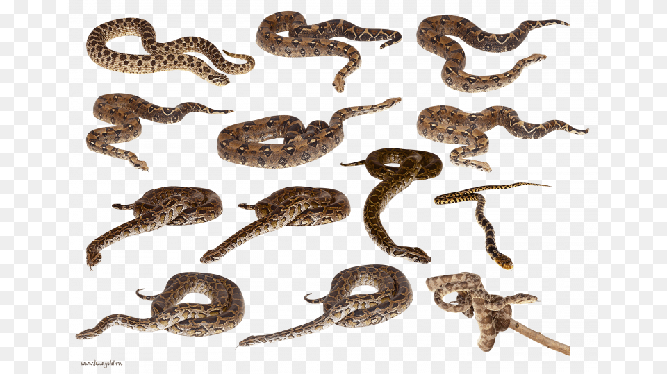 Now You Can Download Snake Clipart Snakes, Animal, Reptile Free Transparent Png