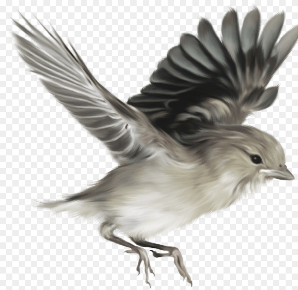 Now You Can Download Sparrow Transparent Image Flying Bird Vector, Animal, Finch Png
