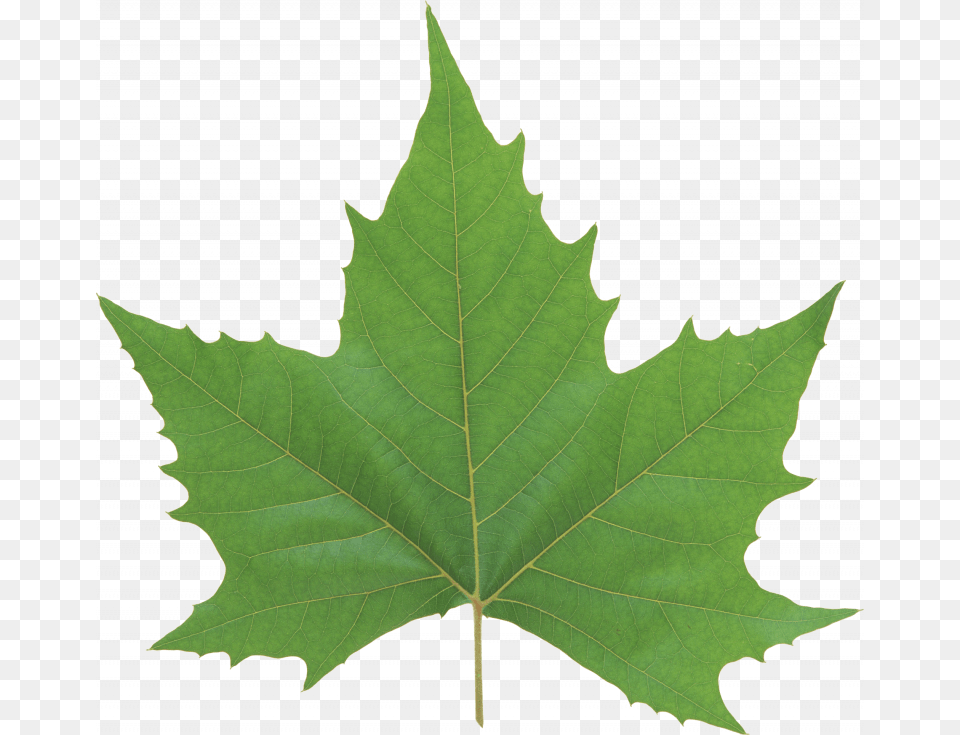 Now You Can Green Leaves In High Resolution Green Maple Leaf, Oak, Plant, Sycamore, Tree Free Transparent Png