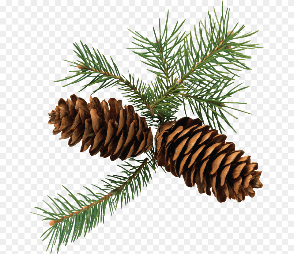 Now You Can Pine Cone Clipart Pine Cone Evergreen Clipart, Conifer, Fir, Plant, Tree Png Image
