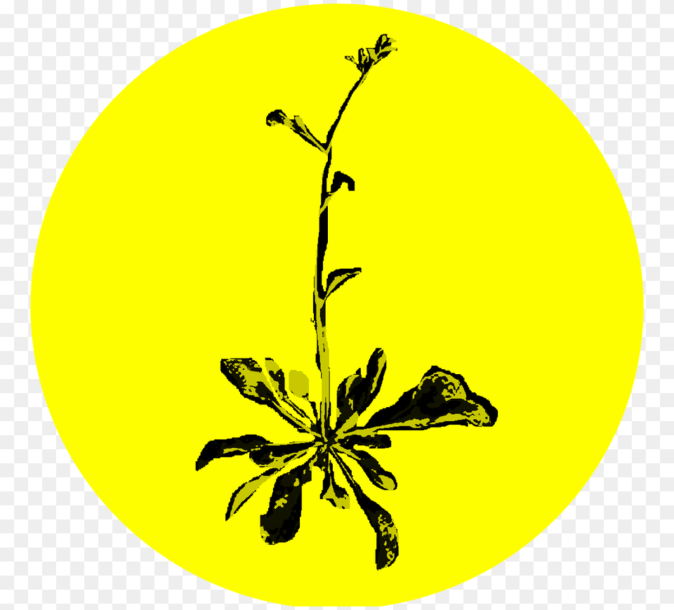 Noxious Weed Alert And Quick Reference Spokane Conservation District, Plant, Flower, Leaf, Pattern Free Png