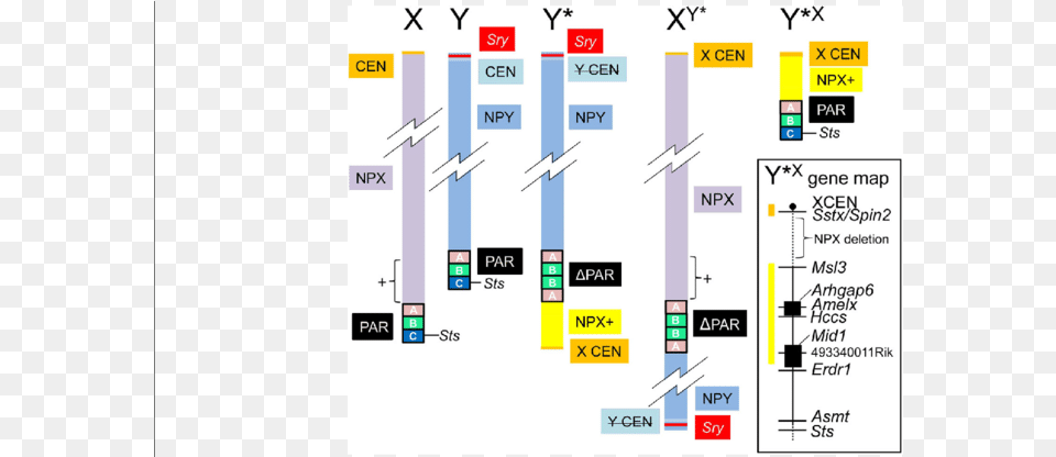 Npx Chromosome, Scoreboard Free Transparent Png