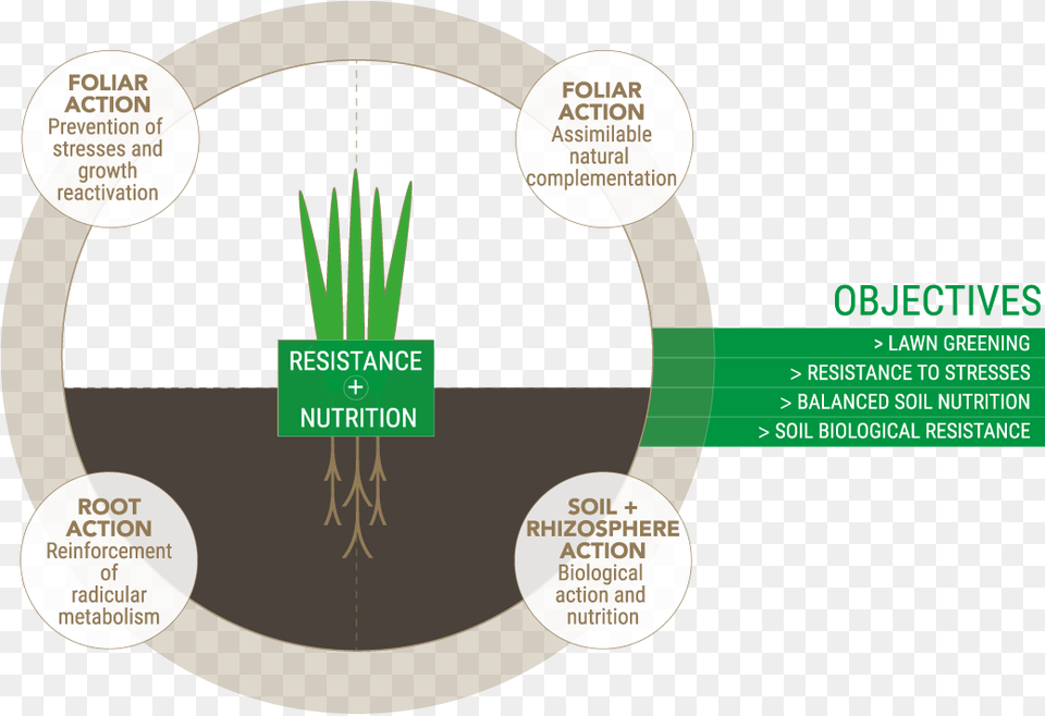 Nsp Nutrition And Stimulation Program Frayssinet, Grass, Plant Free Transparent Png