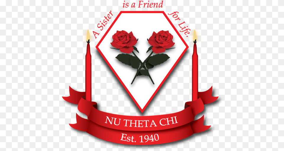 Nu Theta Chi 75th Anniversary Brunch, Flower, Plant, Rose, Petal Free Transparent Png