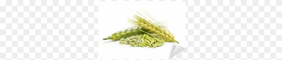Nubeleaf Pure Barley Grass Juice Powder 1lb Bulk Re Sealable, Food, Grain, Produce, Wheat Free Transparent Png