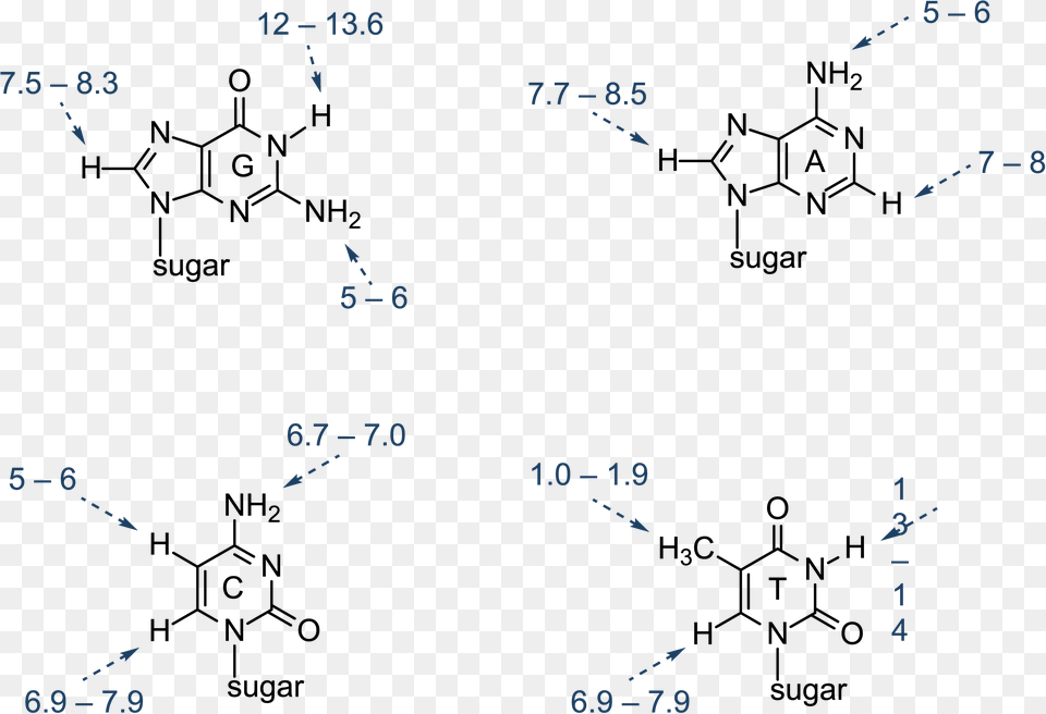 Nucleic Acid Structure Diagram, Text Free Png