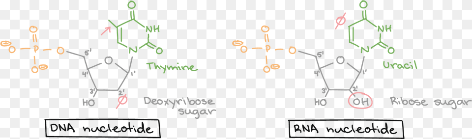 Nucleic Acids Khan Academydiagram Of Nucleotide Gene Dna Rna Nucleotides, Blackboard Free Png