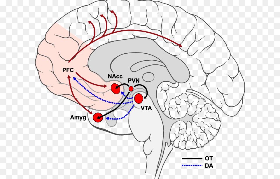 Nucleus Accumbens Nacc And The Ventral Tegmental Area, Ct Scan, Baby, Person Free Png