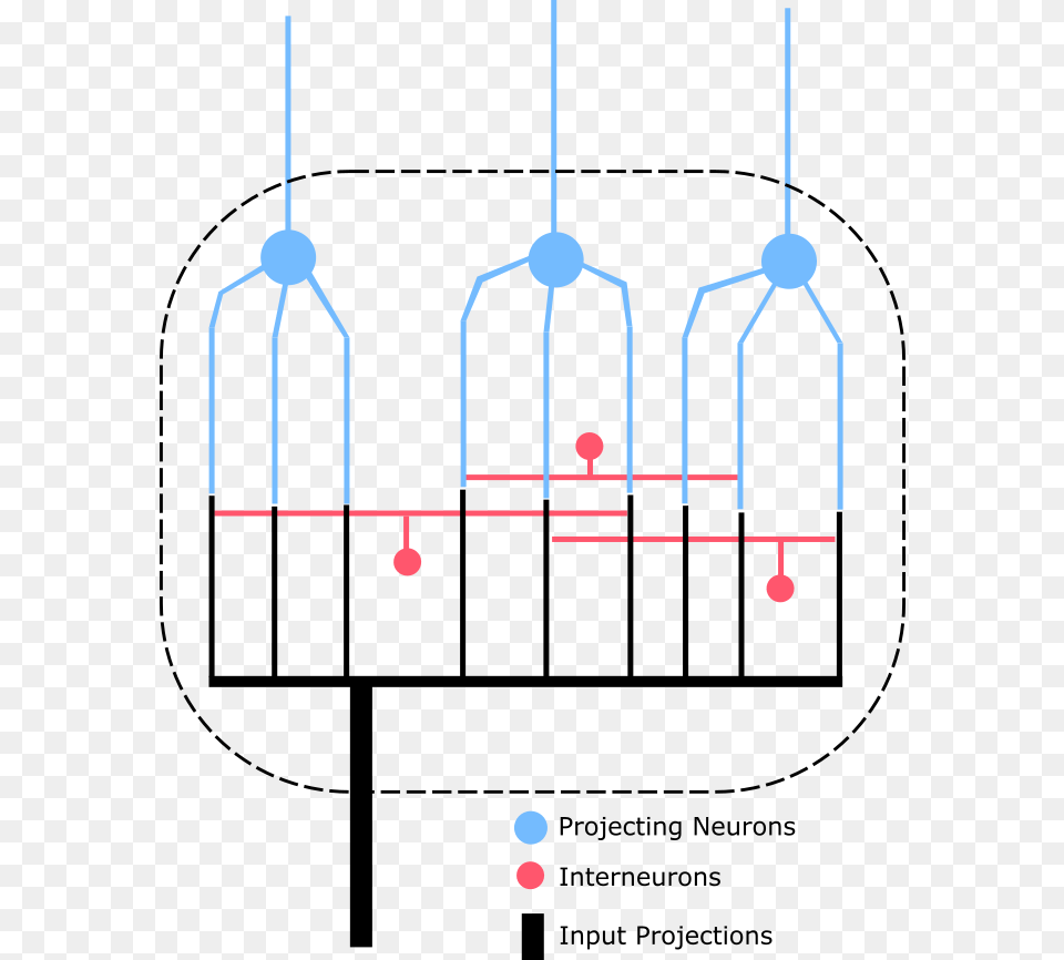 Nucleus Or Ganglion, Person Png Image