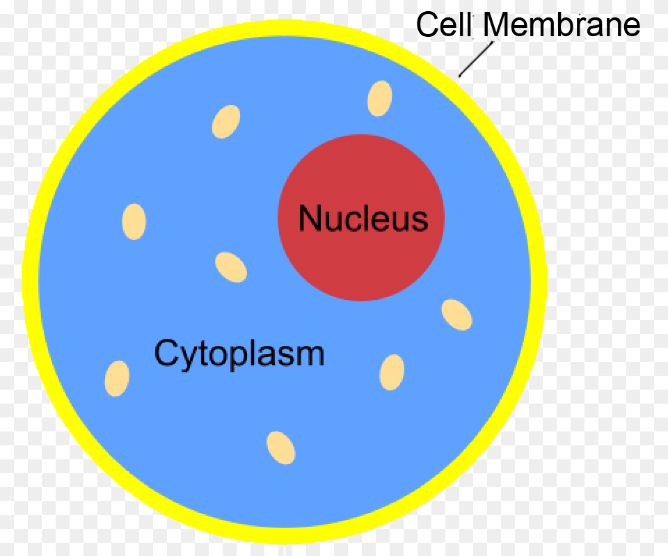 Nucleus Science Cytoplasm Science, Astronomy, Moon, Nature, Night Free Transparent Png