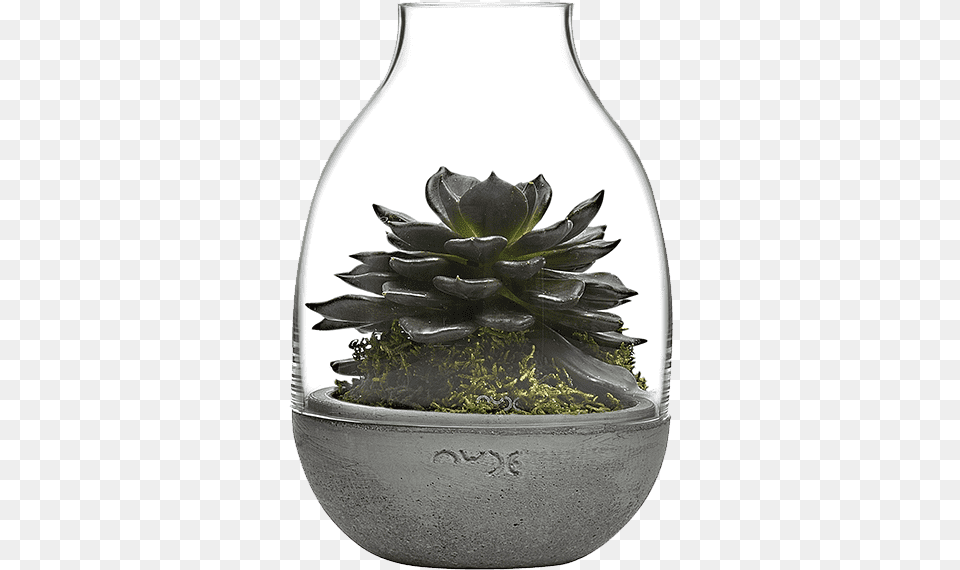 Nude, Jar, Plant, Planter, Potted Plant Png Image