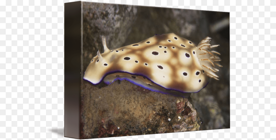 Nudibranch Feeding Underwater, Water, Aquatic, Sea Life, Animal Png Image