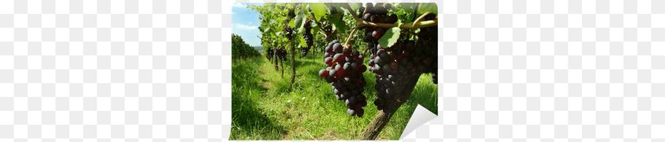 Nufarm Australia Ltd, Produce, Food, Fruit, Grapes Free Png Download