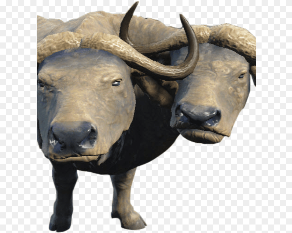 Nukapedia The Vault Bull, Animal, Buffalo, Mammal, Wildlife Free Png Download