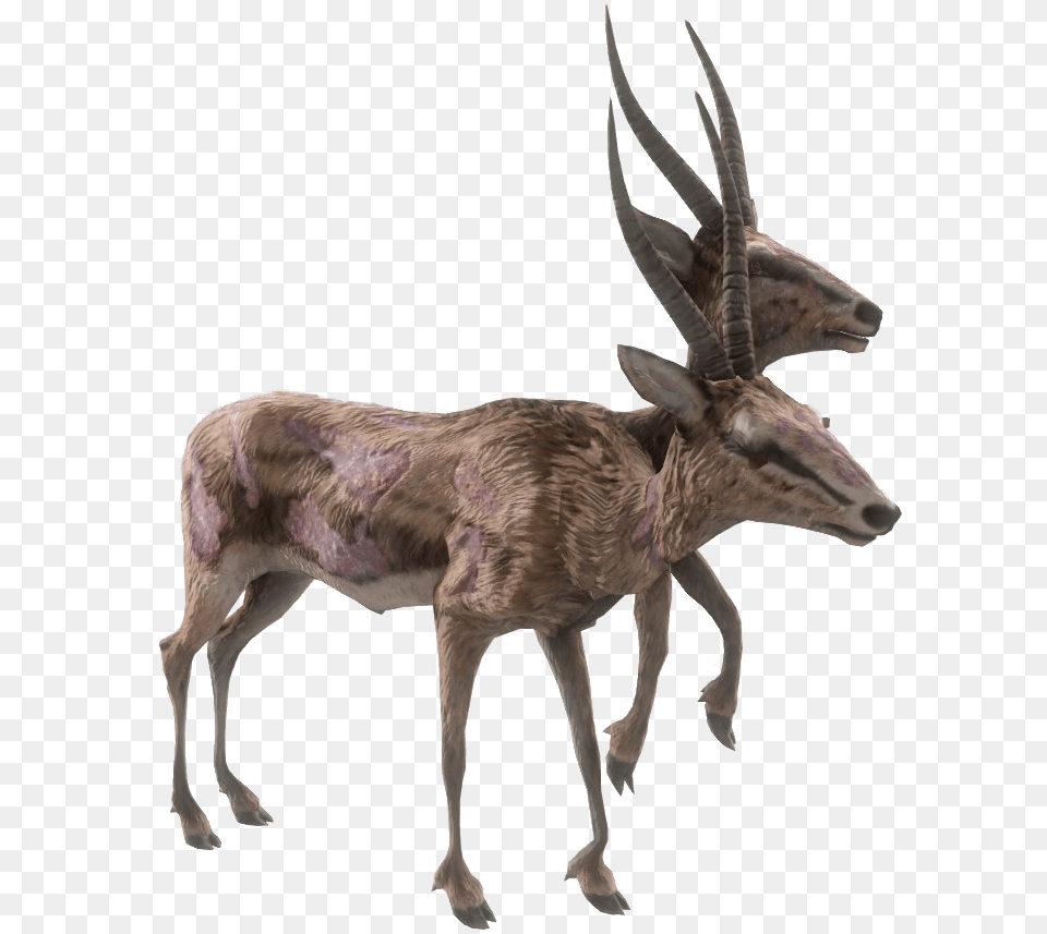 Nukapedia The Vault Fallout 4 Deer, Animal, Antelope, Mammal, Wildlife Free Transparent Png