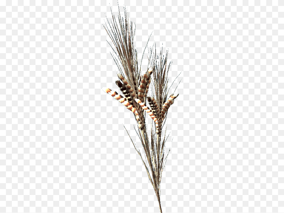 Nukapedia The Vault Fallout 76 Bl Surin, Grass, Plant, Food, Grain Free Png