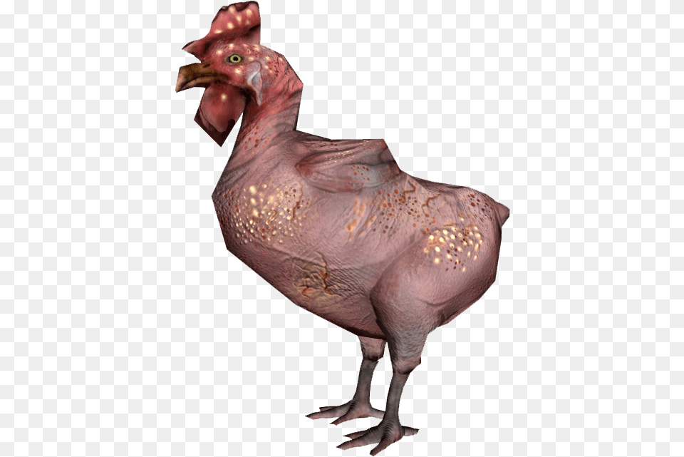 Nukapedia The Vault Fallout 76 Chicken Location, Animal, Bird, Fowl, Hen Free Png