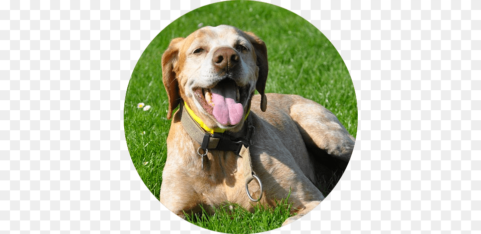Null Dog, Grass, Plant, Animal, Canine Free Png Download
