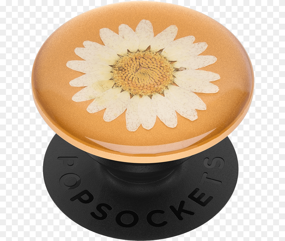 Null Pressed Flower Popsocket Daisy, Pottery, Plant, Beverage, Coffee Png