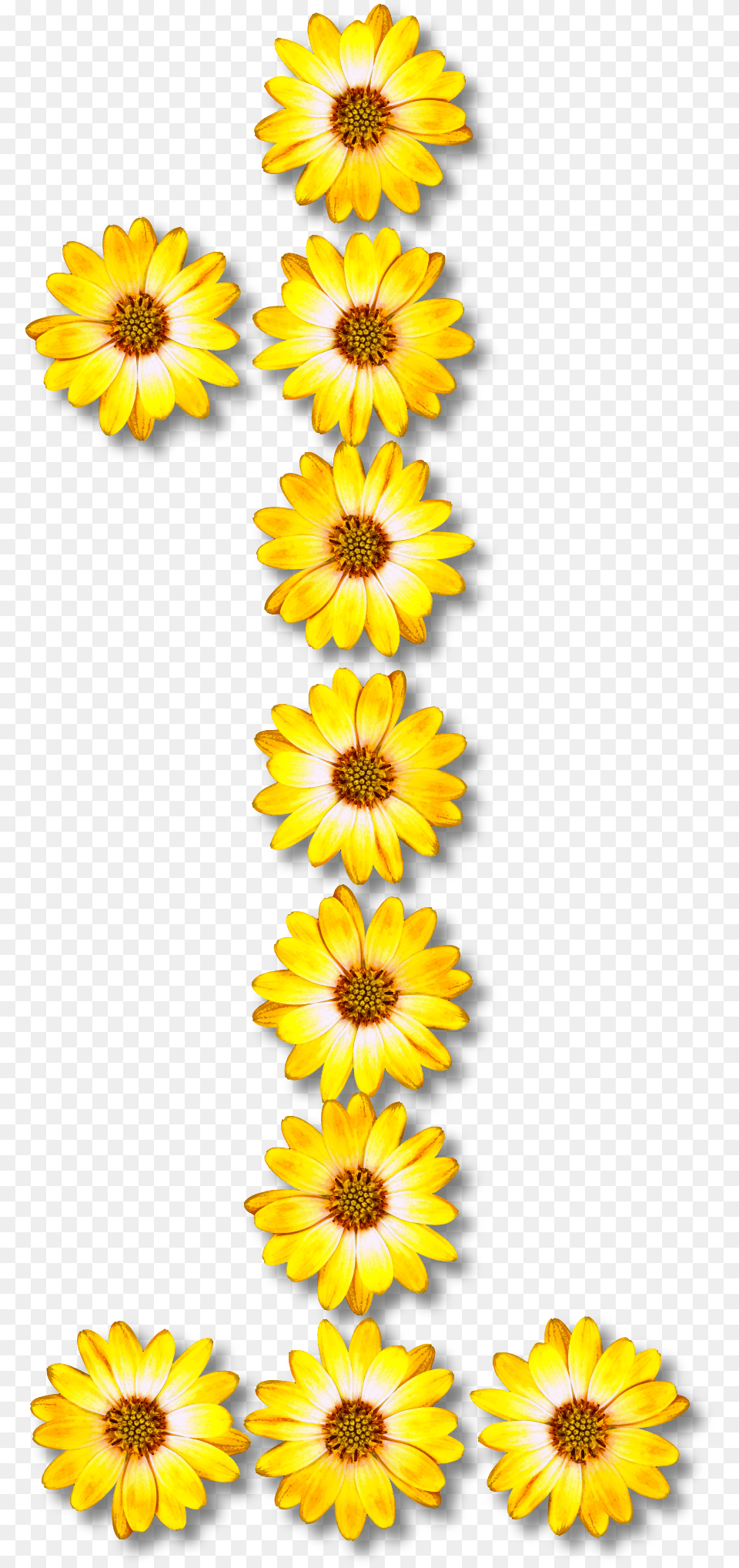 Number 1 Clipart Floral Transparent Number 1 Flower, Daisy, Petal, Plant, Pollen Free Png