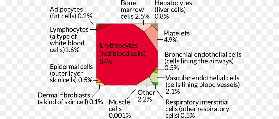 Number Of Blood Cells In The Body, Art, Symbol, Sign Png