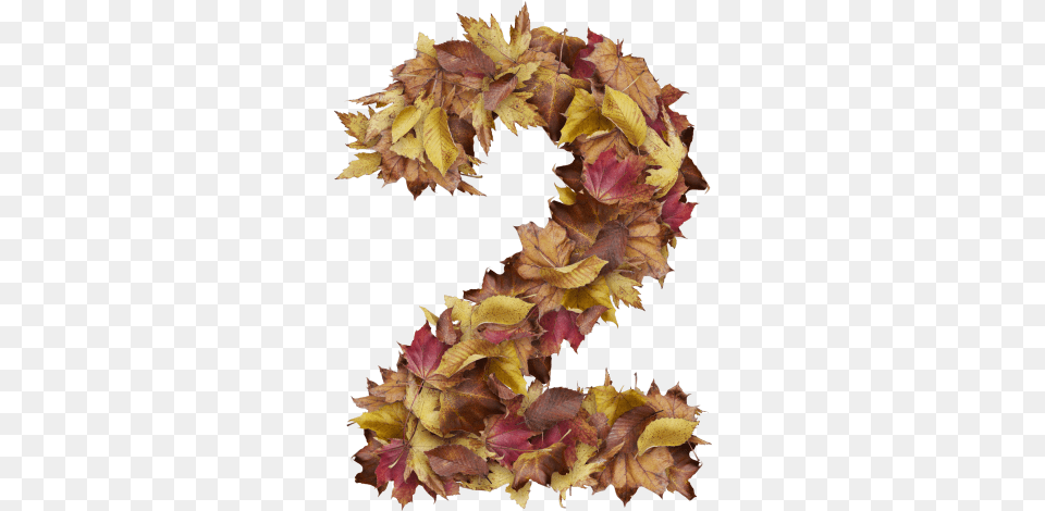 Number With Dry Leaves Sweet Gum, Leaf, Plant, Tree, Food Free Png