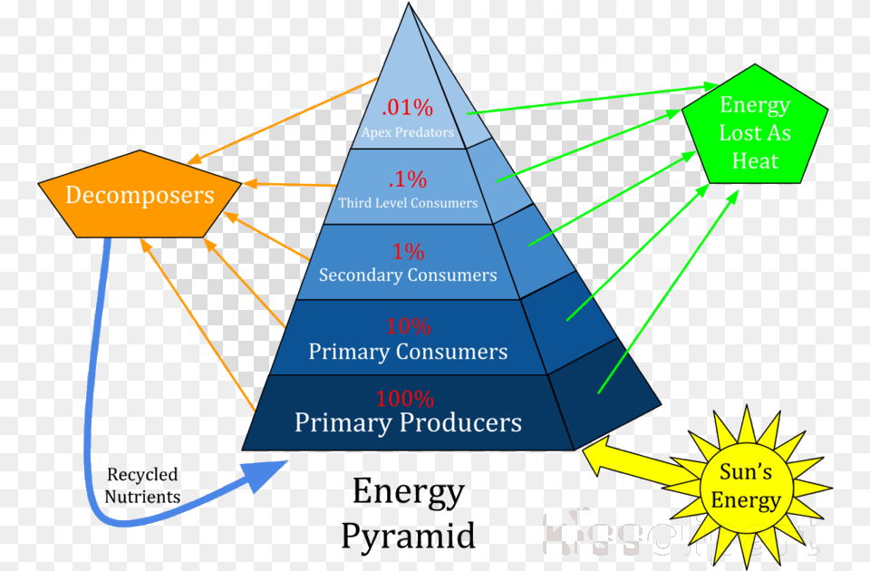 Numbers Pyramid Of Energy Biomass And Clipart Ecological Basset Hound Bloodhound Puppy, Triangle Free Transparent Png