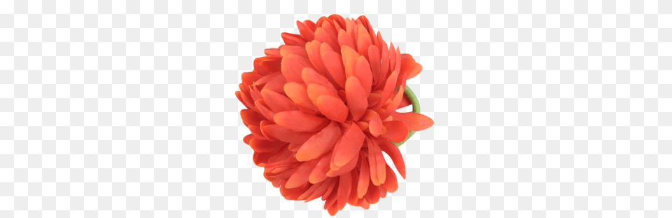 Nur Product Details, Dahlia, Flower, Petal, Plant Png Image