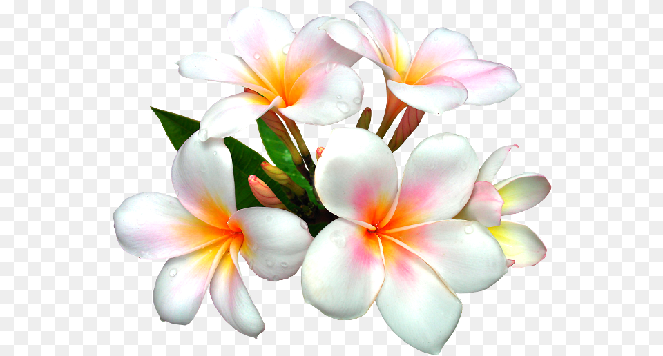 Nurcan Cceolu Instagram Nurcandesigner White Flower White Flower Clipart, Geranium, Petal, Plant, Flower Arrangement Png