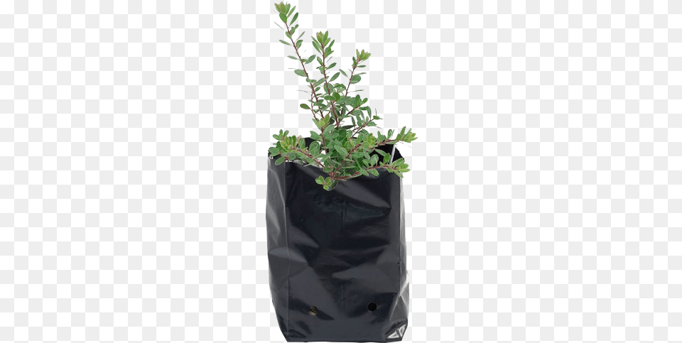 Nursery Bag 1 Gallon Potting Bags, Vase, Pottery, Potted Plant, Planter Free Transparent Png