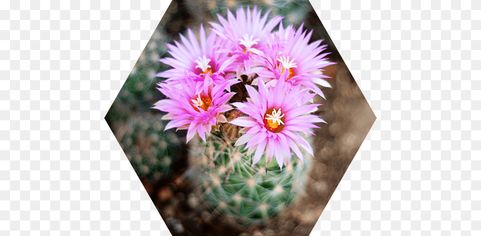 Nursery Cactus, Flower, Plant Free Png