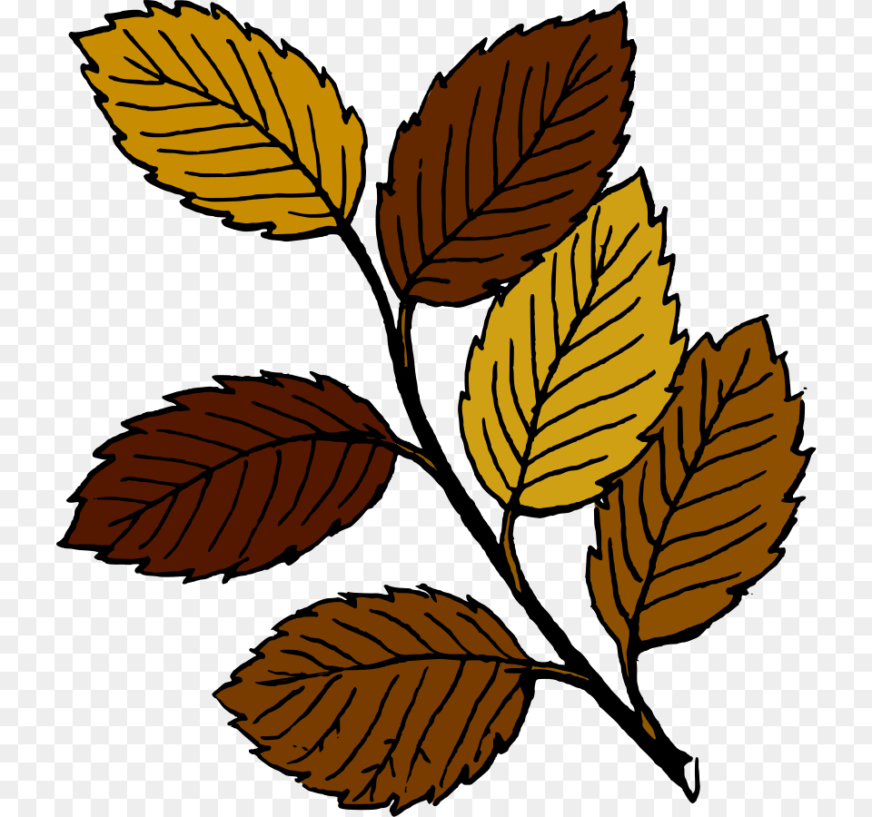 Nut Clip Art, Leaf, Plant, Tree Free Png Download
