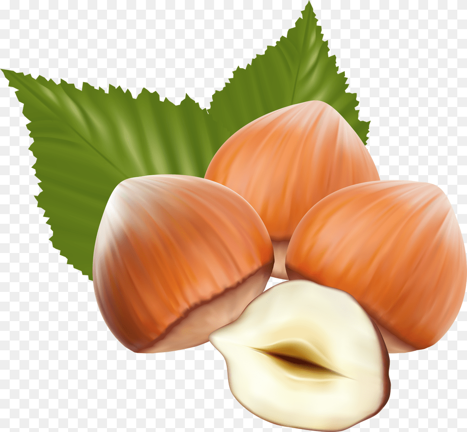 Nut Clipart Hazelnut Free Png Download