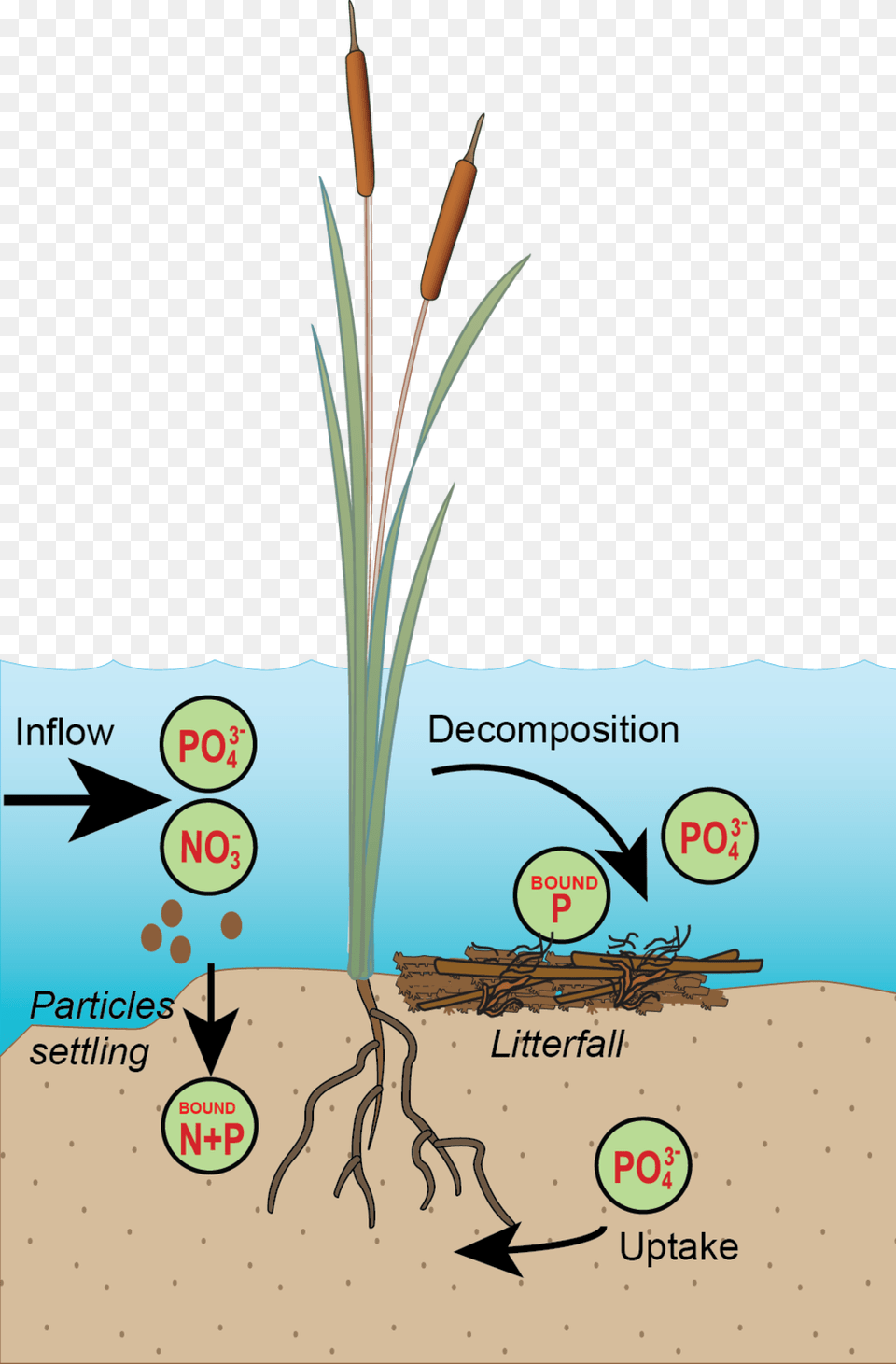 Nutrient Cycle P Only Integration And Application Network, Grass, Plant, Root Free Transparent Png