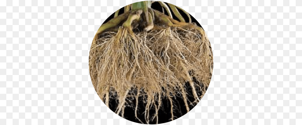 Nutrient Portable Network Graphics, Plant, Root, Chandelier, Lamp Png