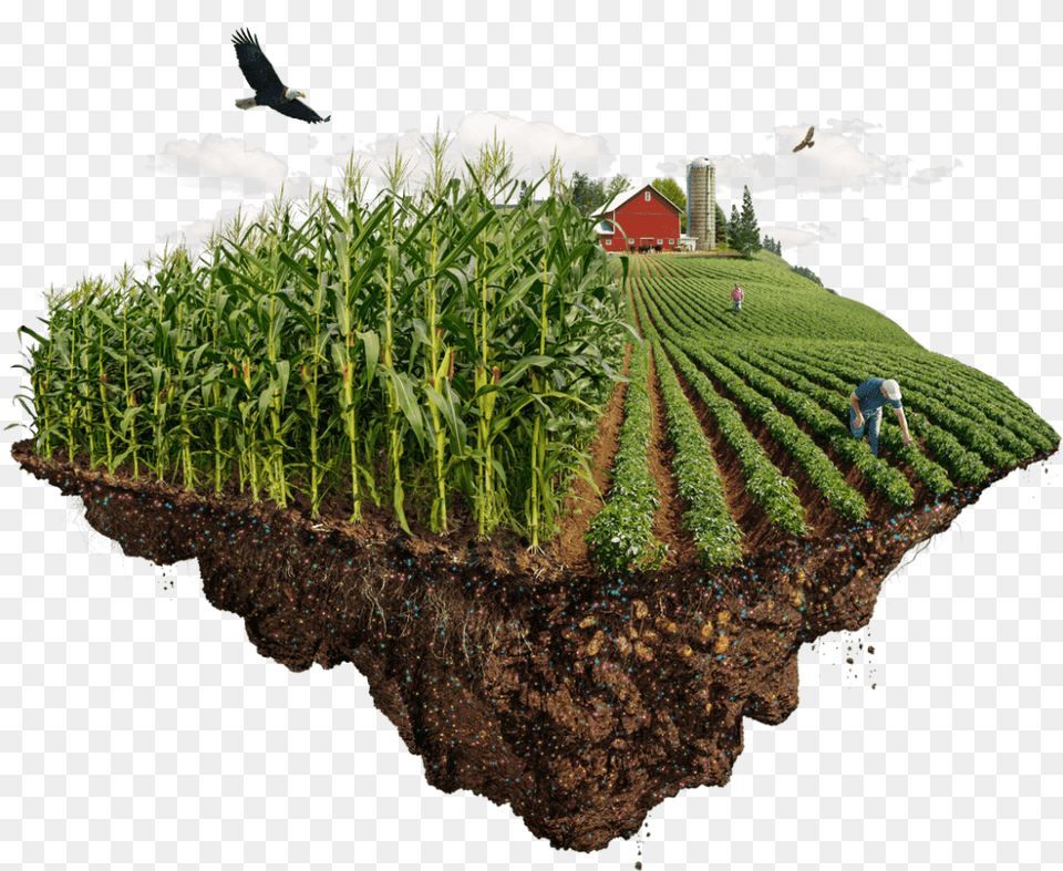Nutrient Use Efficiency Grass, Agriculture, Outdoors, Nature, Field Free Transparent Png