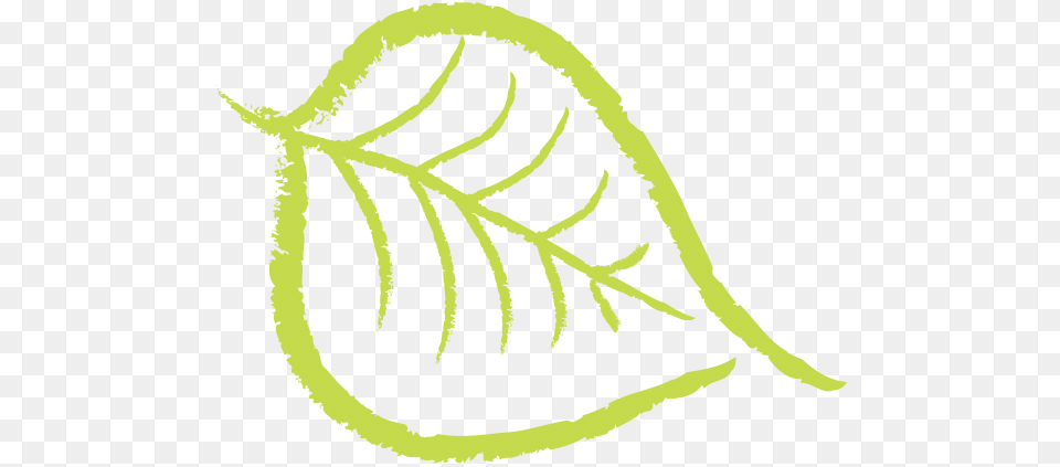 Nuts Drawing Cashew Bodhi Tree Leaf, Plant, Fern, Pattern Free Png